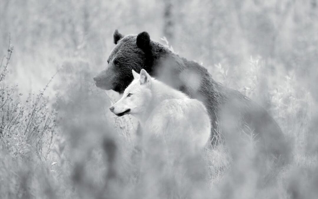 Une année parmi les loups